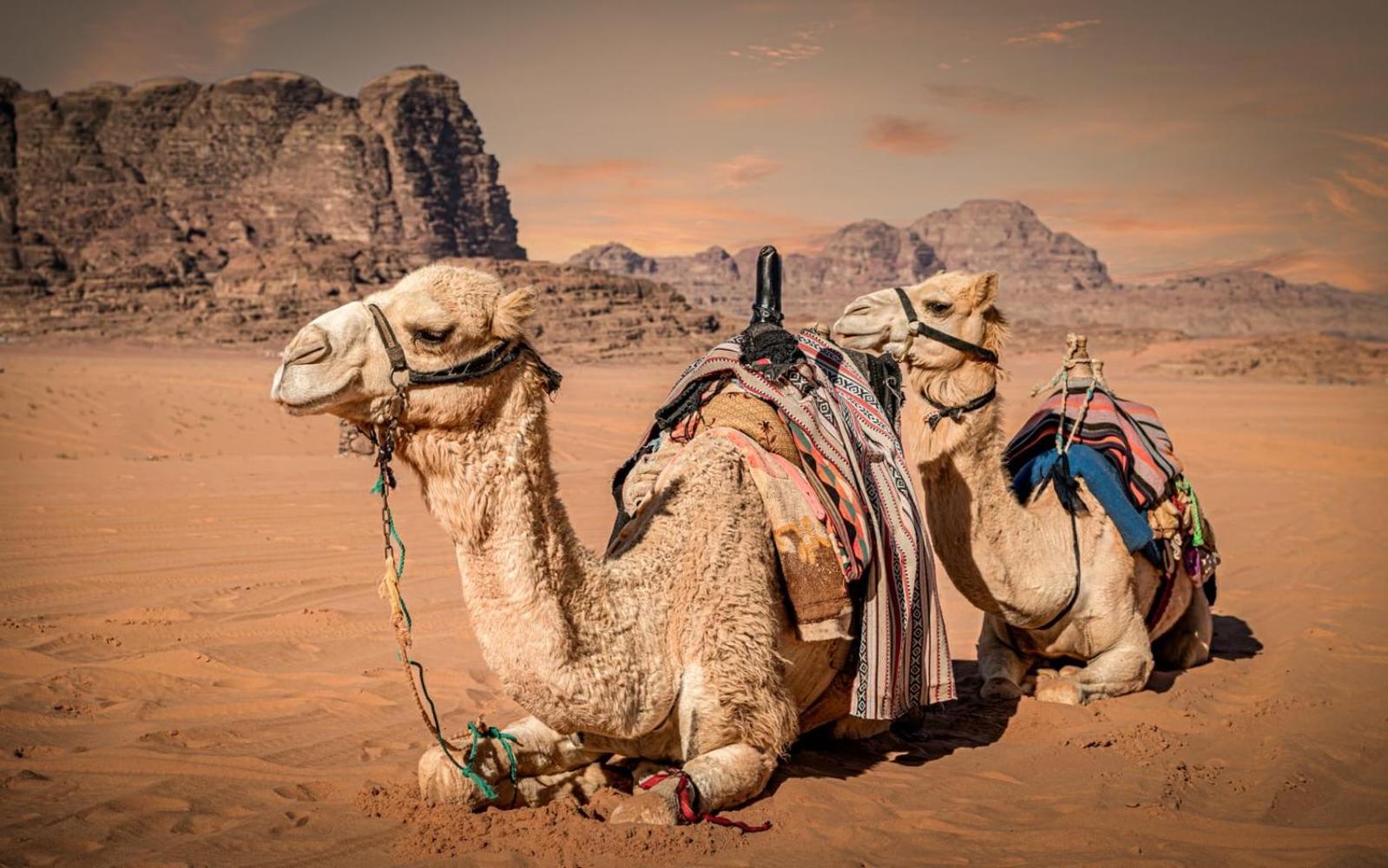 Hotel Bedouin Life Camp Wadi Rum Esterno foto